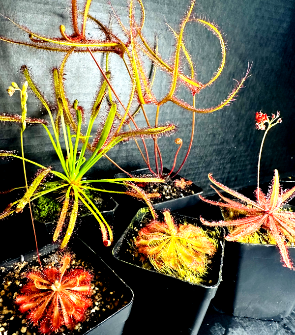 Four species of drosera