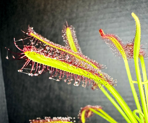 A close look at S.capensis tentacles